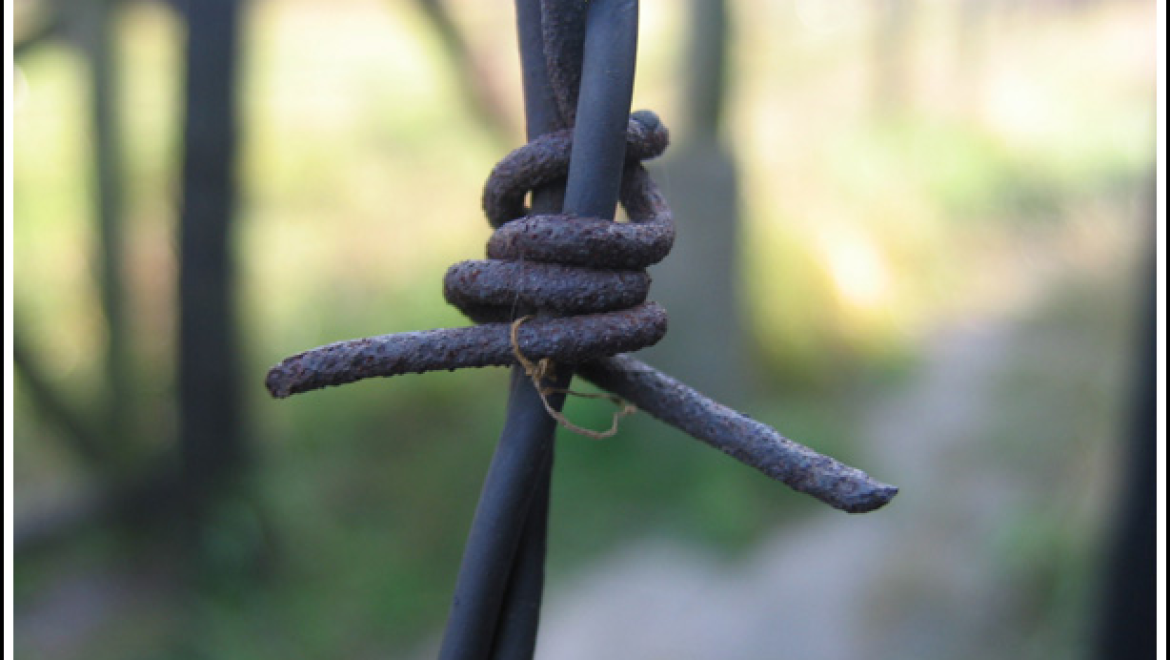 אבי גדל תיל